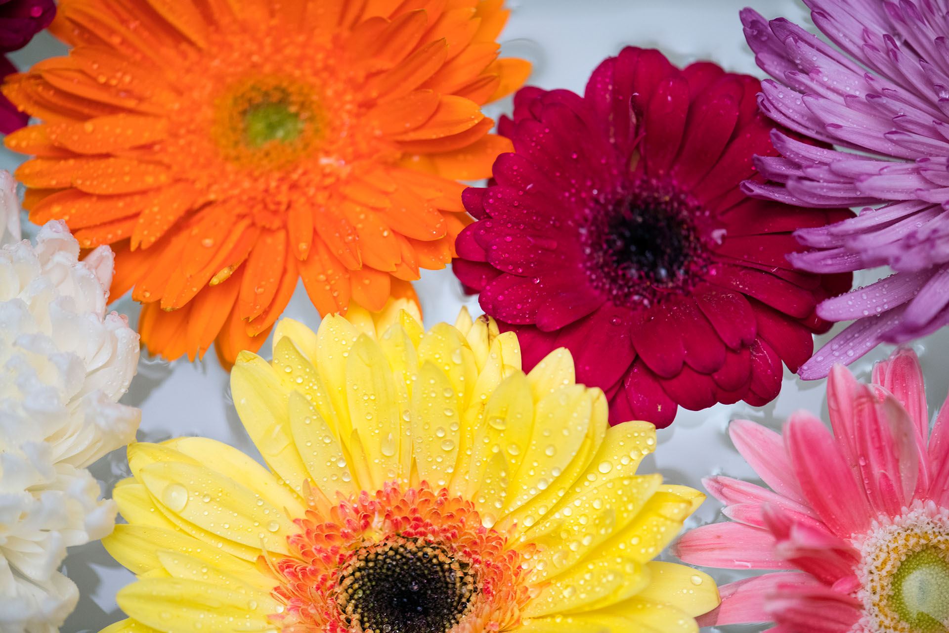 flowerbg